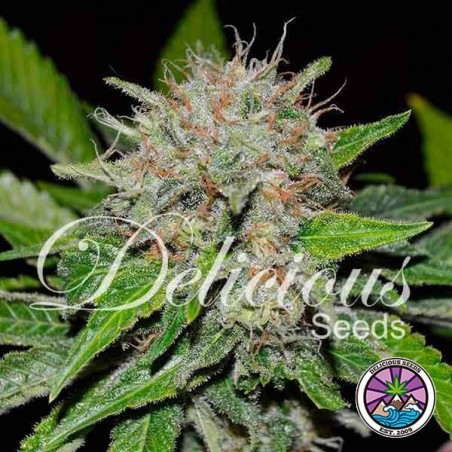Deep Mandarin Cannabis Plant