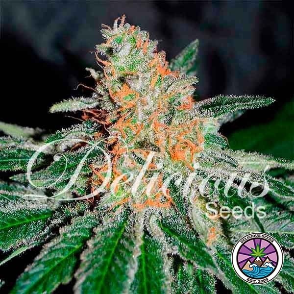 View CBD Jam Cannabis Plant