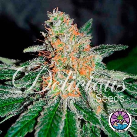 CBD Jam Cannabis Plant
