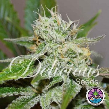 Original Juan Herer Cannabis Plant