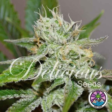 Original Juan Herer Cannabis Plant