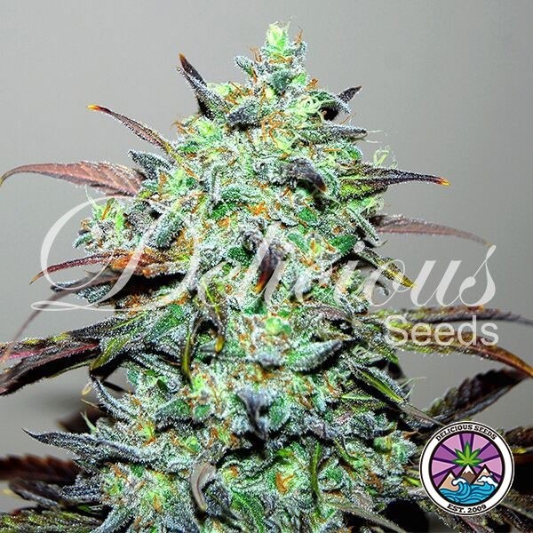 View Eleven Roses Cannabis Plant