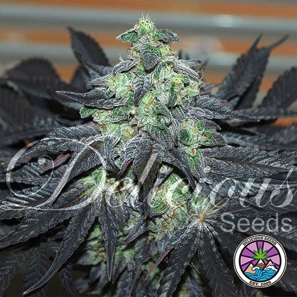 View Golosa Marijuana Plant