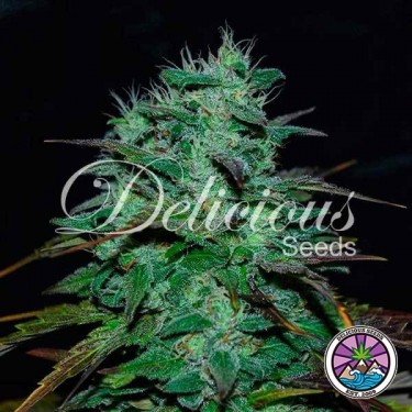 Chocobang Marijuana Plant