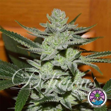 Unknown Kush Cannabis Plant