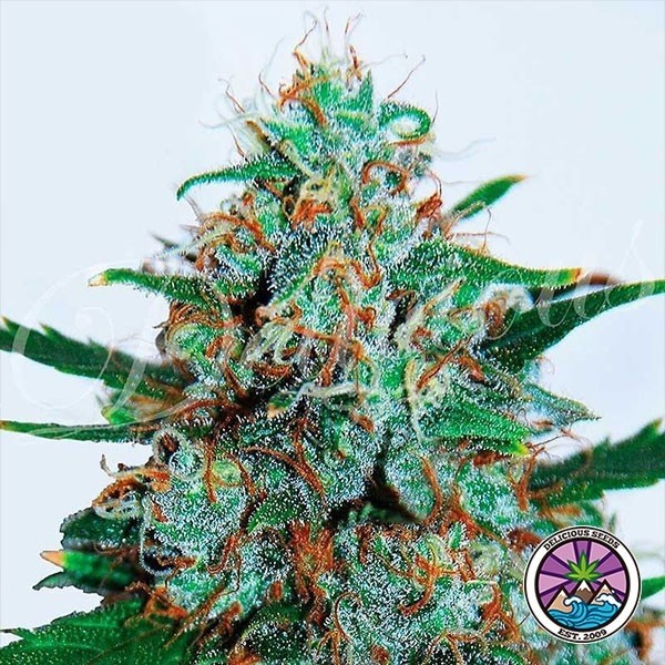View Critical Neville Haze Auto Cannabis Plant