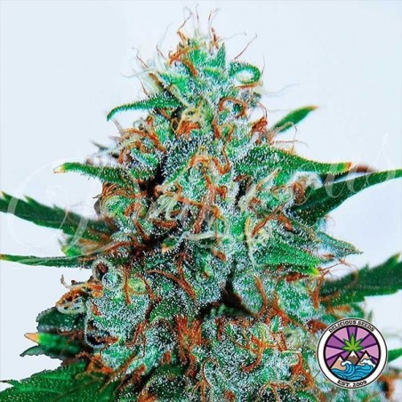 Critical Neville Haze Auto Cannabis Plant