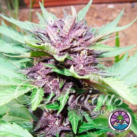 Auto Dark Purple Cannabis Plant