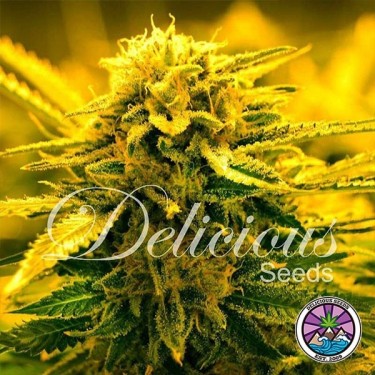 Sugar Black Rose Auto cannabis plant