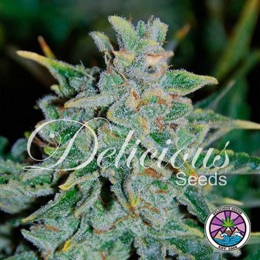 Northern Light Blue Auto cannabis plant