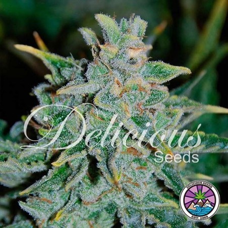 Northern Light Blue Auto cannabis plant
