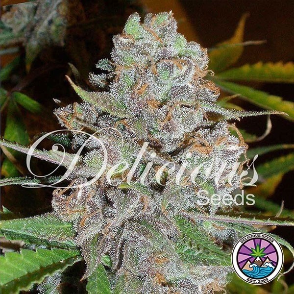 View La Diva Auto cannabis plant