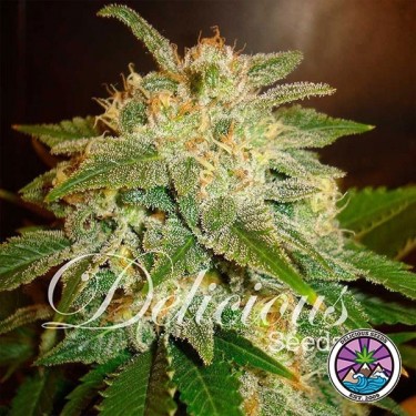 La Bella Afrodita Auto cannabis plant