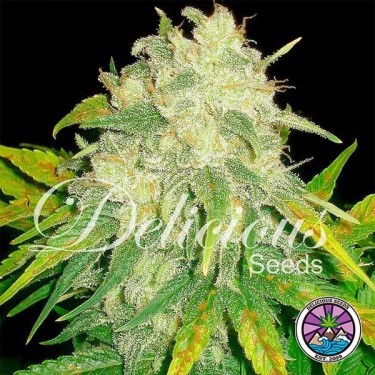 Il Diavolo Auto cannabis plant