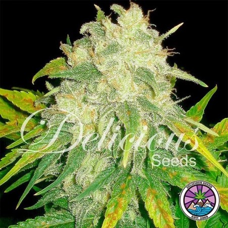 Il Diavolo Auto cannabis plant