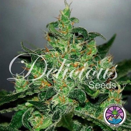 Critical Jack Herer Auto cannabis plant