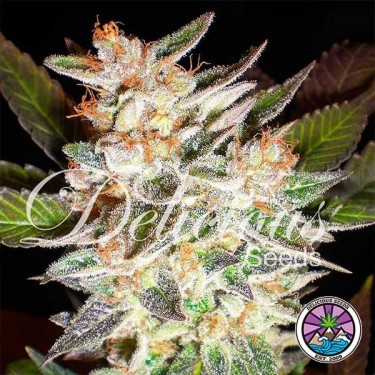 Delicious Candy Auto marijuana plant