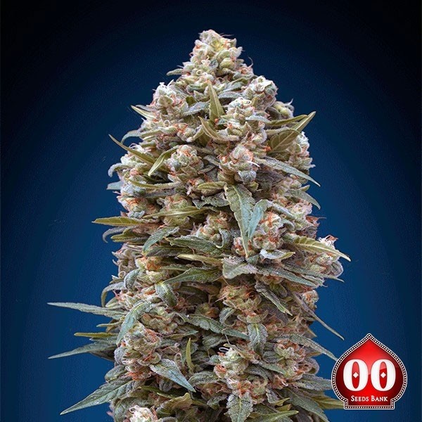 00 Kush cannabis plant