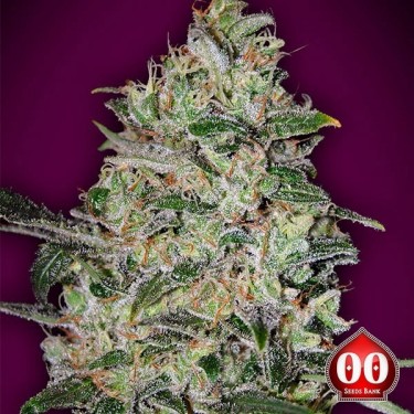 Bubble Gum Fast Marijuana Plant