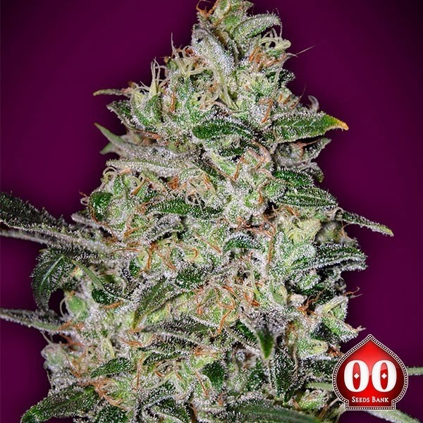 View Bubble Gum Fast Marijuana Plant