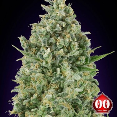 Critical Poison Marijuana Plant