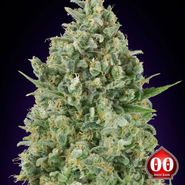 View Critical Poison Marijuana Plant