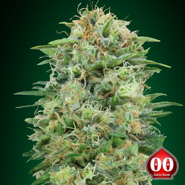View White Widow CBD - 00 Seeds Feminized - GB