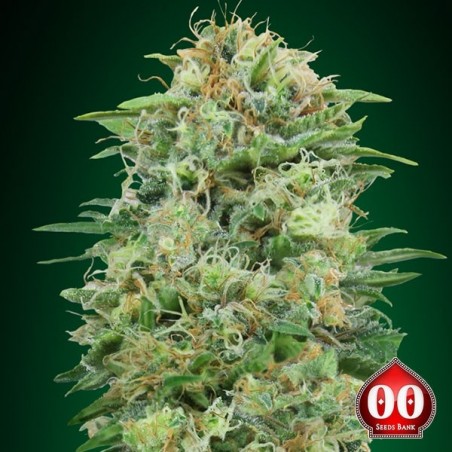 White Widow CBD - 00 Seeds Feminized - GB