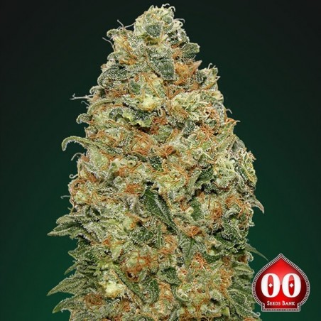 White Widow Cannabis Plant