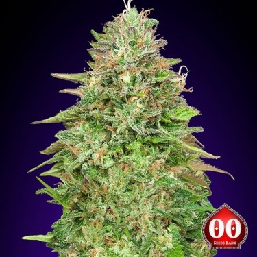 Critical Poison Fast cannabis plant