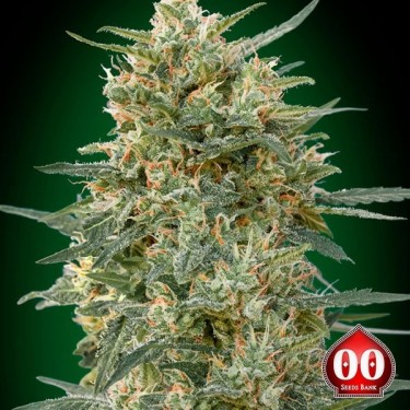 Gorilla Fast Marijuana Plant