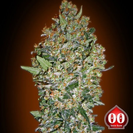 Cheese Berry Cannabis Plant