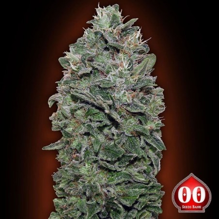 Sweet Soma Cannabis Plant