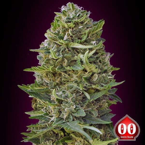 View Caramel Kush Cannabis Plant