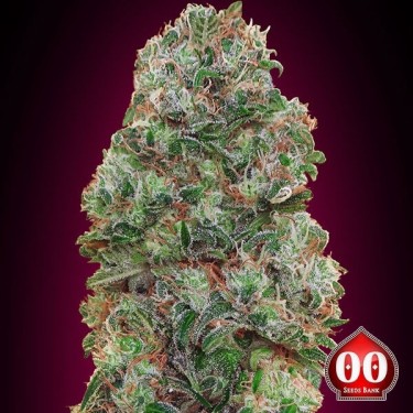 Bubble Gum Cannabis Plant