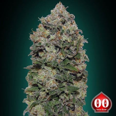 Northern Lights Cannabis Plant