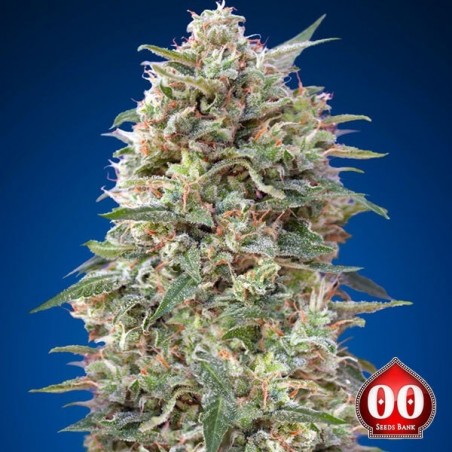 California Kush Cannabis Plant