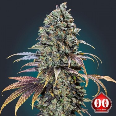 Chocolate Cream Cannabis Plant