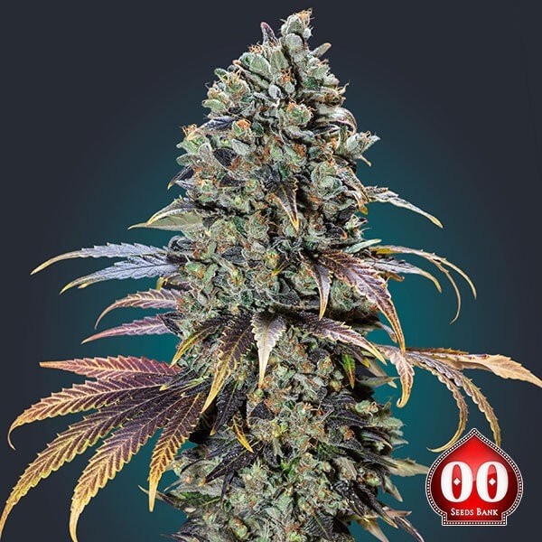 Chocolate Cream Cannabis Plant