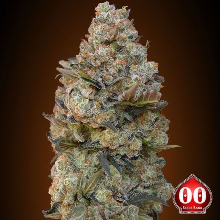 Chocolate Skunk