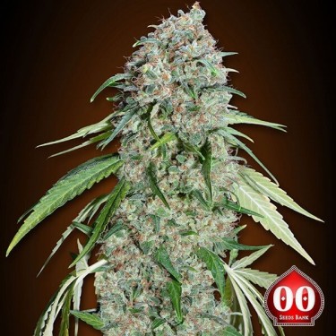 Chocolate Skunk CBD Cannabis Plant