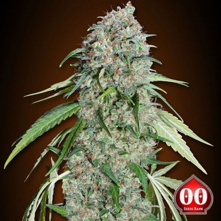 Chocolate Skunk CBD Cannabis Plant