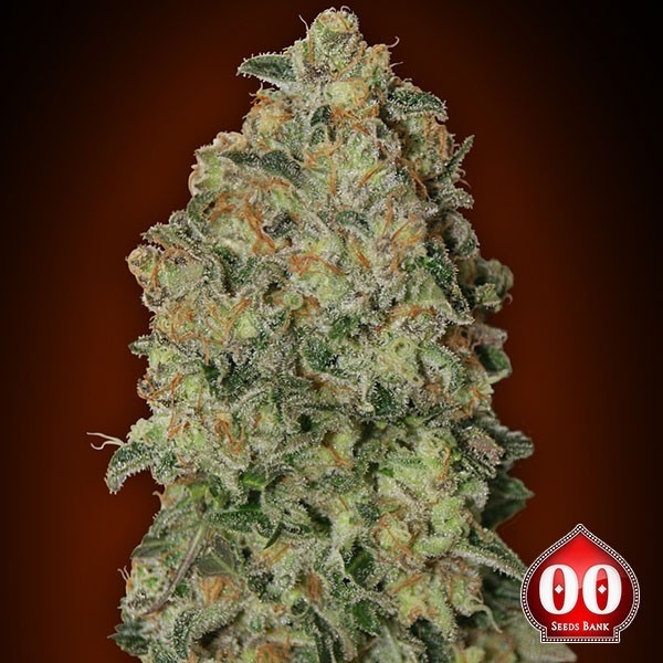 Auto Chocolate Skunk
