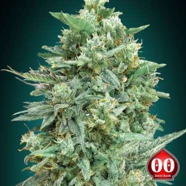 Auto Northern Lights XXL Marijuana Plant