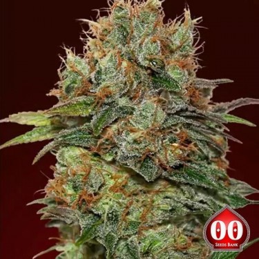 Auto Chocolate Kush Marijuana Plant