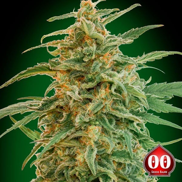 Auto Gorilla Marijuana Plant