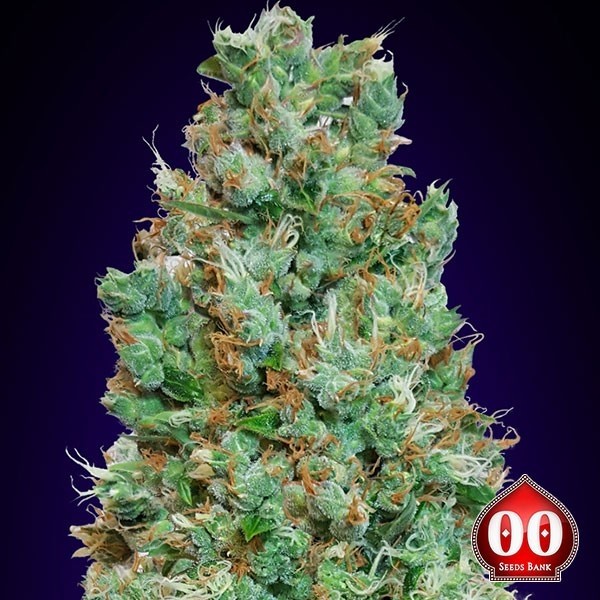 Auto Blueberry Cannabis Plant