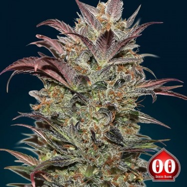 Auto Chocolate Cream Marijuana Plant
