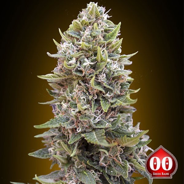 Auto Cheese Berry Cannabis Plant