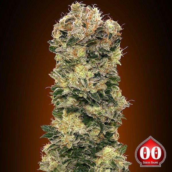 Auto Sweet Soma marijuana plant